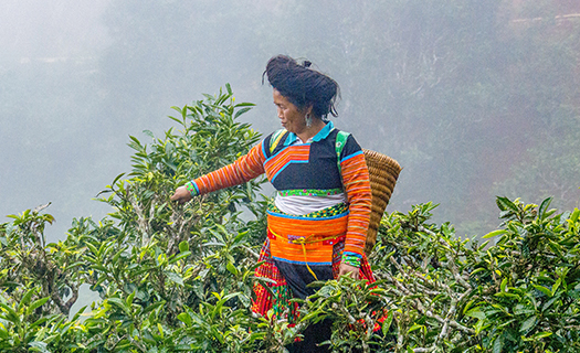 Hương vị đất trời Tà Xùa